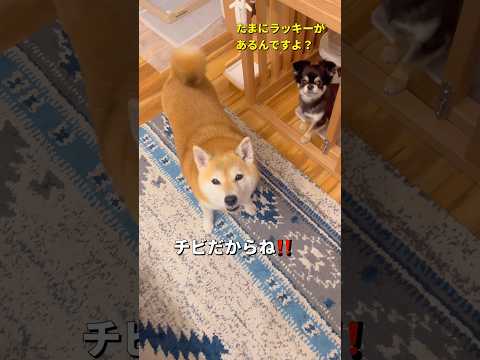 食いしん坊🐶🐾 柴犬 チワワ shorts サムネイル