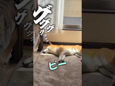 次の散歩が心配な柴犬 サムネイル