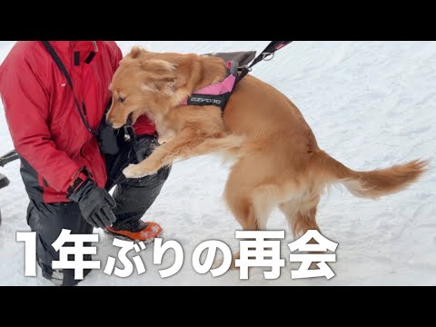1年ぶりの再会で嬉しくて感情が爆発してしまった犬...【ボーダーコリー・ゴールデンレトリバー】 サムネイル