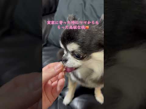 桃を食べるチワワのいちご サムネイル