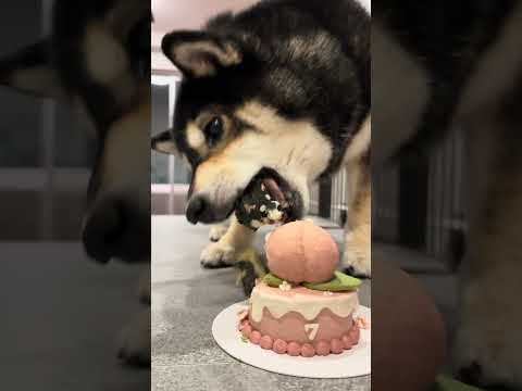7歳になったよー！🍑のマークでお祝いしてほしいな🐶✨ 柴犬 誕生日