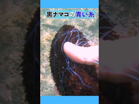 黒ナマコの青い糸 The black sea cucumber releases blue threads. 海の神秘… サムネイル
