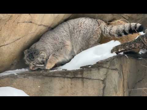 登ったナゴムくん　マヌルネコ　那須どうぶつ王国　2026年2月1日 サムネイル