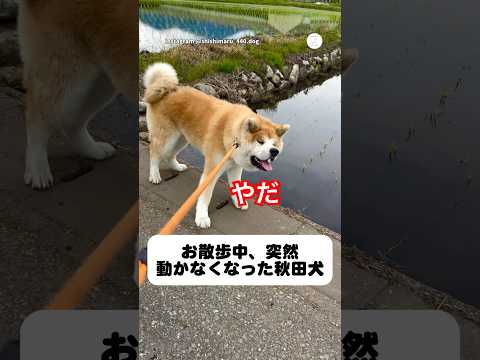 お母さん目線👩🏻突然散歩拒否する秋田犬　　　　　秋田犬　散歩　大型犬　犬のいる暮らし いぬ サムネイル