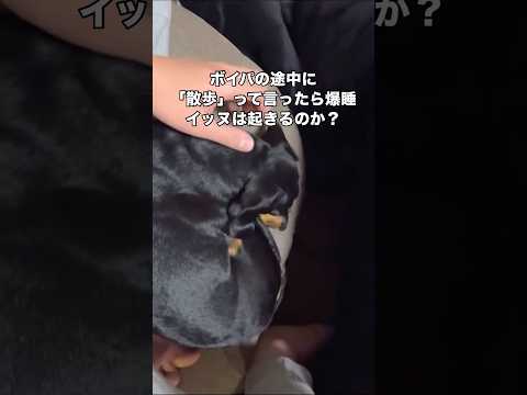ボイパの途中で「散歩」って言葉入れたら爆睡してるダックスは起きる？起きない？ ダックス ダックスフンド ミニチュアダッ…