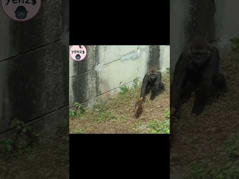 Tayari追山羌 gorilla gorillatag taipeizoo 金剛猩猩 台北市立動物園 shorts