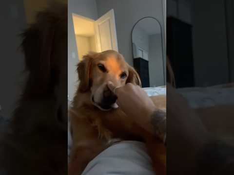 coming home to my golden retriever❤️india retreiver dog pup…