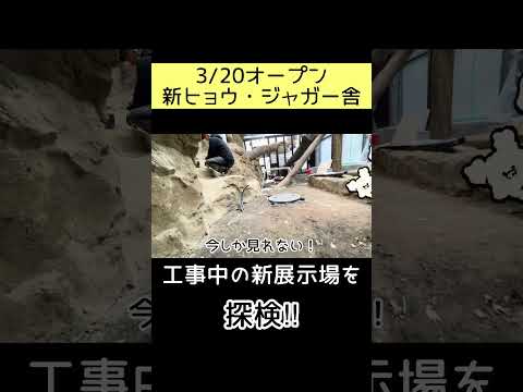 【3/20新ヒョウ・ジャガーリニューアルオープン】工事中の新展示場を探検！ 東武動物公園  動物 zoo 動物園 サムネイル