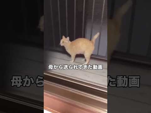 母から送られてきた実家に現れた地域猫。猫のこういう鈍臭いところ大好き。 地域猫 茶トラ 野良猫 shorts サムネイル