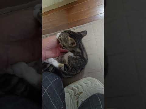 体重減ったけど今日のキビ。体重1460g cat kitten 猫 子猫 仔猫 子猫の体重 ibukikohaku 癒… サムネイル