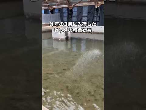 新しく入荷した15,000匹のヒラメの稚魚にごはんを与える様子 ヒラメ 養殖 稚魚 魚 サムネイル