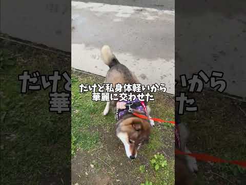 公園ダッシュ決めようとしたら襲われそうになった柴犬 サムネイル