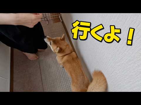お母さんの呼びかけだとすぐに動き出す柴犬小夏 サムネイル