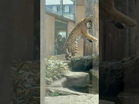 shorts 令くん トラトーク後のオニクタイム🥩　アムールトラ　那須どうぶつ王国にて　2026年2月27日 サムネイル