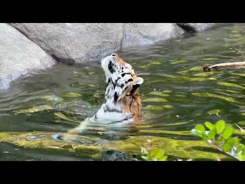 ソーンさん泳ぐ！！　アムールトラ　浜松市動物園にて　2026年2月15日 サムネイル