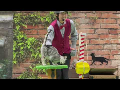 ヒマワリちゃん🌻のまたニャ！なかなか見れない猫によるショー ザ・キャッツ(午後)那須どうぶつ王国にて　2026年4月1… サムネイル