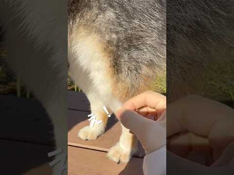 柴犬が避けて通れない道〜　#柴犬 サムネイル