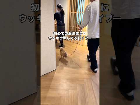初お泊まりが楽しみすぎて飼い主より浮き足立ってるwww トイプー トイプードル プードル shorts