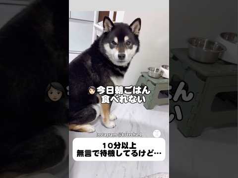 朝ごはん待つ柴犬、健康診断でまさかの我慢　　柴犬　黒柴　犬　かわいい犬 面白い サムネイル