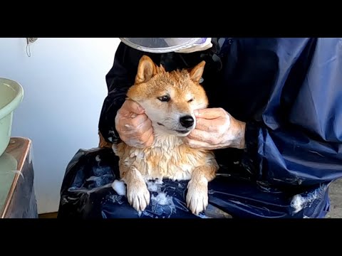 2025年12月27日(土) これがスタンダードだと思っていた犬のお風呂 サムネイル