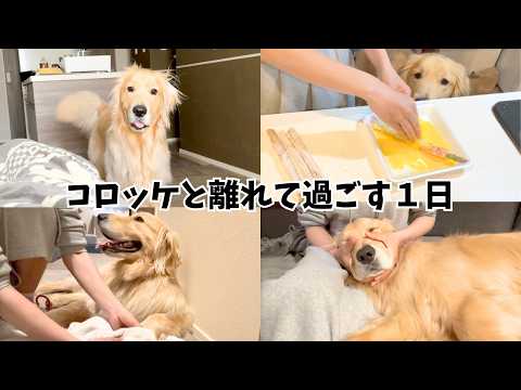 【ご報告】コロッケがいない間のバタバタvlog サムネイル