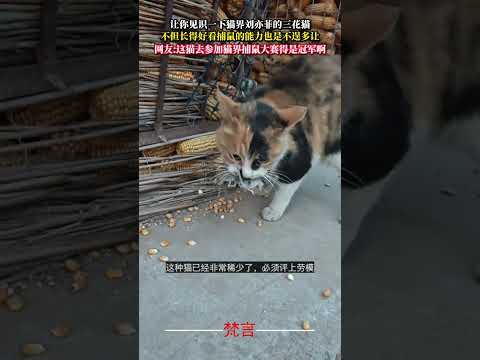 讓你見識貓界劉亦菲的三花貓 不但長得好看捕鼠的能力也是不逞多讓 貓咪 意外 萬萬沒想到 cat amazing sho… サムネイル