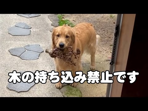 木を持ったまま家に入りたいゴールデンvs絶対に嫌な飼い主 サムネイル