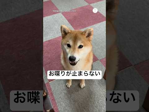 圧がすごい。オヤツをもらうまで喋り続ける柴犬　　柴犬　犬　かわいい　犬のいる暮らし 面白い サムネイル