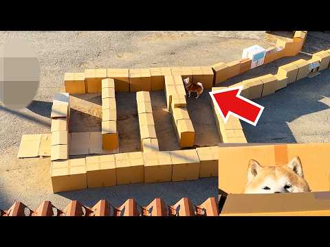 巨大迷宮に迷い込むも、家族が見えた瞬間IQ15000になり一瞬で突破してしまう柴犬 サムネイル