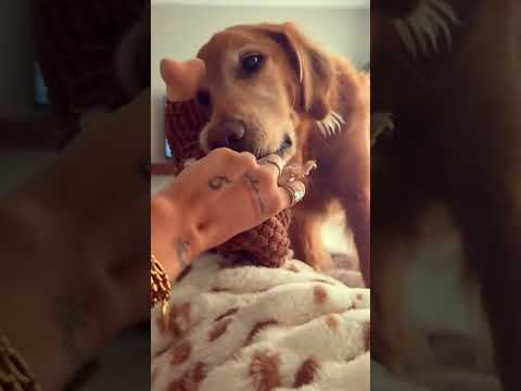 coming home to my golden retriever❤️india retreiver dog pup… サムネイル