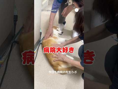 病院が大好きな柴犬🐶　柴犬　犬　かわいい犬 動物病院 犬のいる暮らし サムネイル