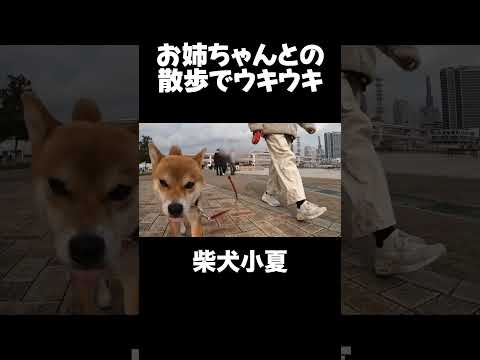 お姉ちゃんとの散歩でウキウキ 神戸 柴犬 サムネイル