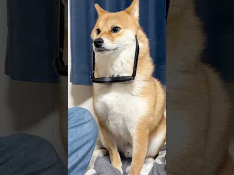 ミラクルを起こす柴犬　柴犬 shorts サムネイル