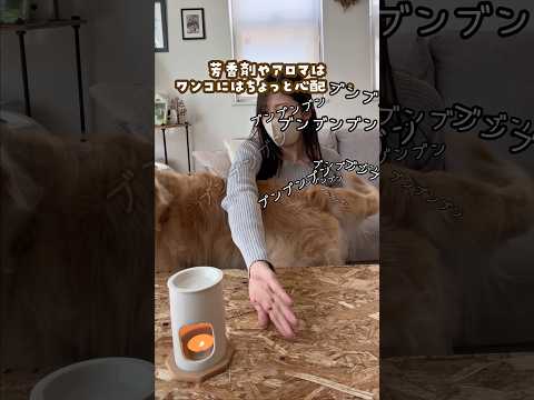 ワンコに優しい固形消臭剤 ゴールデンレトリバー 大型犬のいる生活 PR PIEV 固形消臭剤 サムネイル