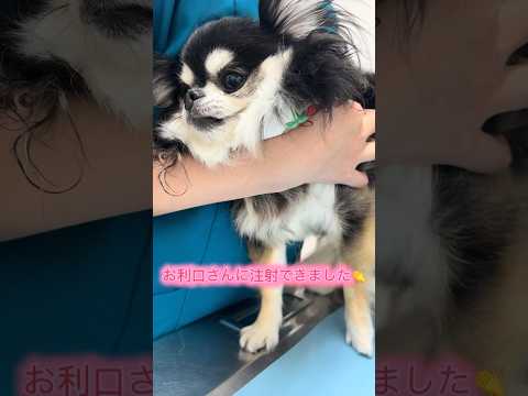 混合ワクチンの注射を打ついちご チワワ 注射 サムネイル