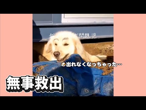 家族で必死に探したら、こんな所にいた犬 サムネイル