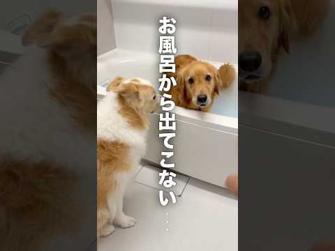 お風呂きらいなはずの愛犬が出てきません...【ゴールデンレトリバー・ボーダーコリー】shorts