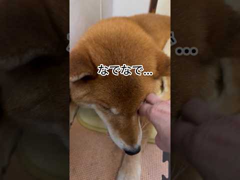 ’26.1.28 力丸は怖がり… 柴犬 shibainu 柴犬のいる暮らし 柴犬の日常 眠い犬 力丸 サムネイル