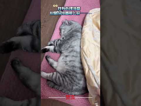 我有心理準備但沒準備那麼多… 貓咪 貓 意外 有趣 可愛 搞笑 cat amazing funny cute laug… サムネイル