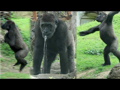 Water Boy Jabali created a little waterfall,play with Ringo… サムネイル