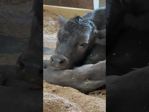 shorts 一昨日生まれたケッコロくんとママのステラちゃん☺️   埼玉県こども動物自然公園にて　2026年5月31日 サムネイル