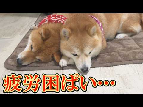 てんかん重積の柴犬が、深夜2時から奇妙な行動をとり始め、症状に変化が見られました。 サムネイル