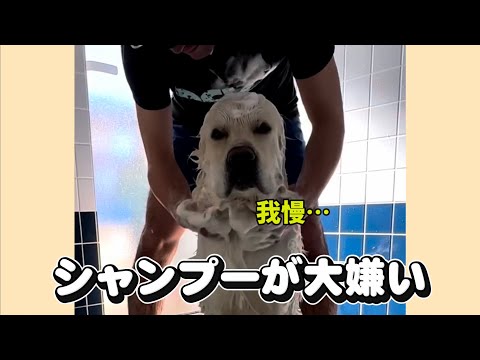 我慢…シャンプーが大嫌いなゴールデンレトリバー サムネイル