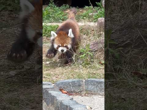 shorts チイタくん 楽しそうにパトロール中〜　レッサーパンダ　浜松市動物園にて　2026年4月5日 サムネイル
