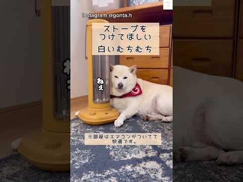 圧がすごい、ストーブ要求する柴犬　　柴犬　白柴　犬　面白い　犬のいる暮らし サムネイル