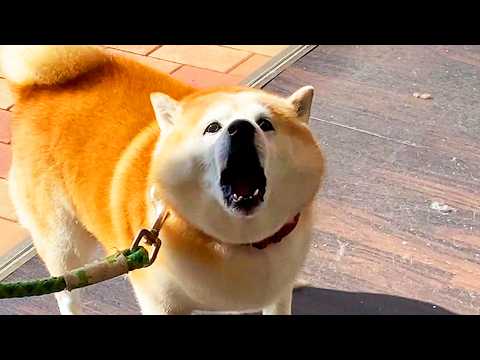 ペットホテルで4時間ぶりに迎えに来た家族を発見し、それまでの悲しみを必死に大演説する柴犬 サムネイル