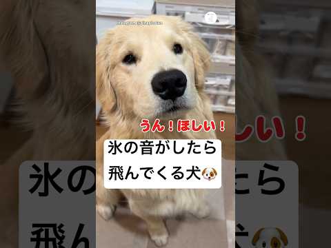 絶対にくる…氷の音がした瞬間飛んでくる🐶　ゴールデンレトリバー 大型犬　犬　かわいい犬 犬のいる暮らし サムネイル