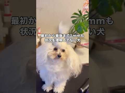 伸びてしまった毛を豪快に切られなんとも言えない表情を浮かべるイッヌ トリミング プードル いぬのきもち shorts サムネイル