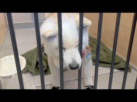 預かり所に初めて入る柴犬、ギリ鼻だけ脱出成功する姿が可愛すぎました。【マイクロバブル待機中】 サムネイル