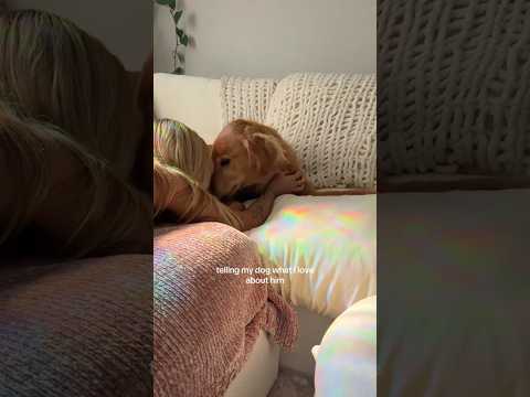 coming home to my golden retriever🥵goldenretreivers dog pup… サムネイル